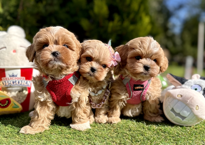 Maltipoo saf ırk mini Kore yavrularımız